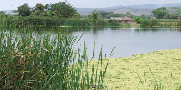 Утка на живописном озере — стоковое фото
