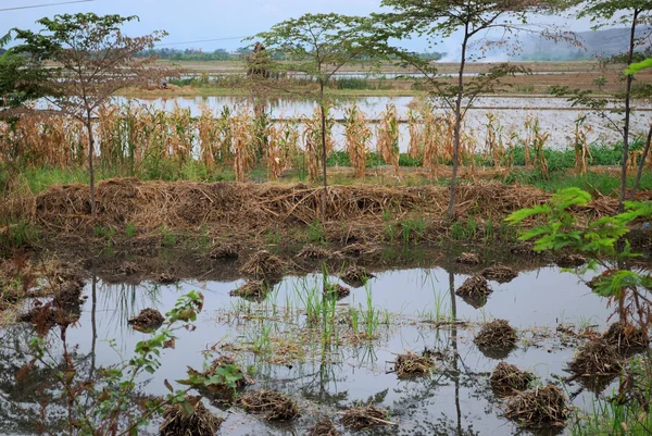 Рисовые поля после сбора урожая — стоковое фото