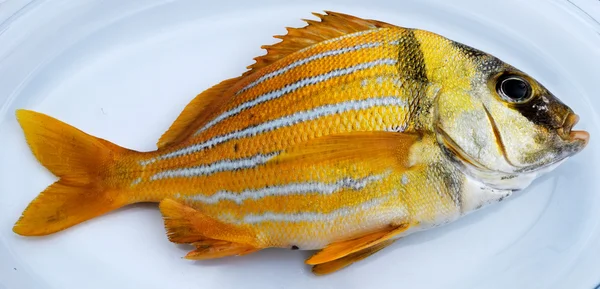 Peixe fresco dourado — Fotografia de Stock
