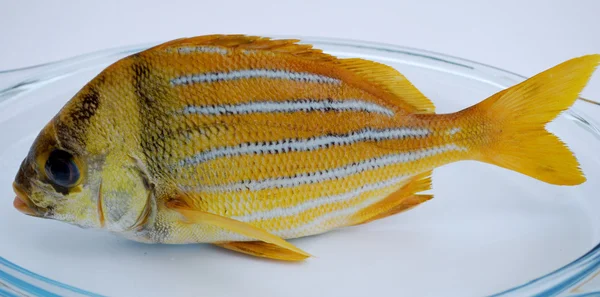 黄金新鲜鱼 — 图库照片