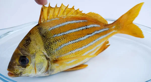 Gold fresh fish — Stock Photo, Image