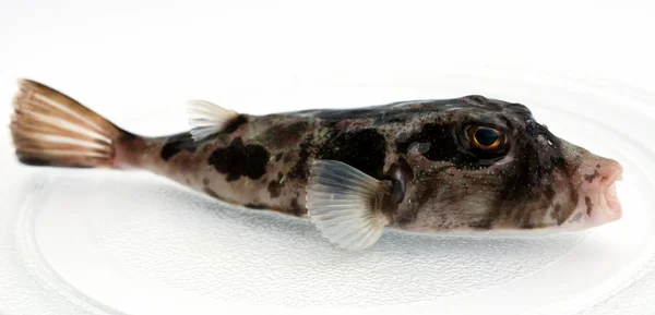 Predatory fish — Stock Photo, Image
