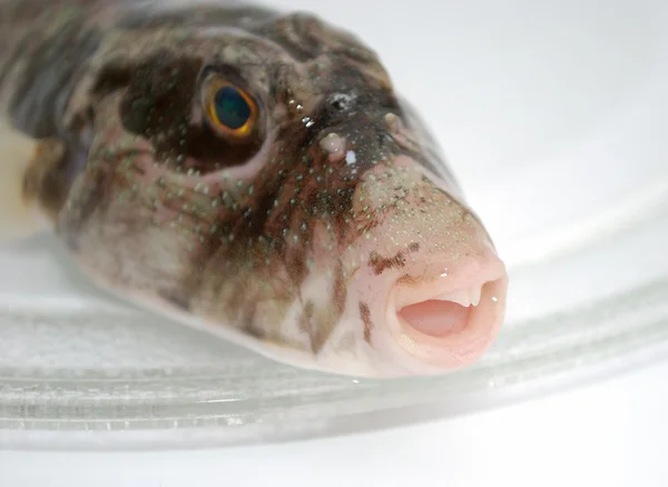 Head of predatory fish — Stock fotografie