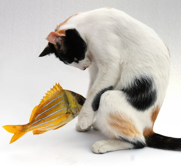 Cat and goldfish — Stock Photo, Image