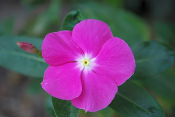 stock image Tropical violet flower