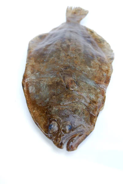 Fish flounder — Stock Photo, Image