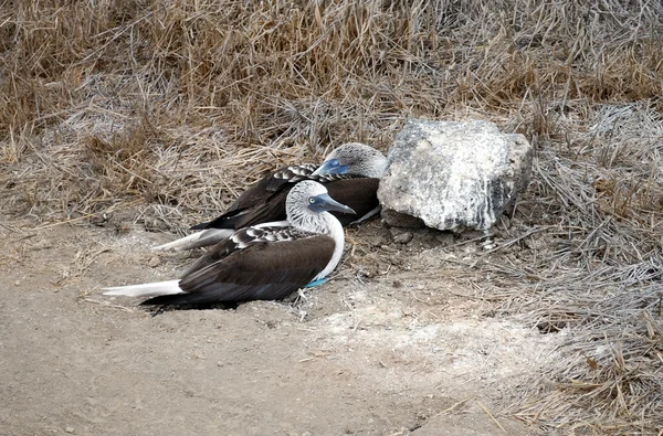 Pair of Blue Footed Boobie — Stock Photo, Image