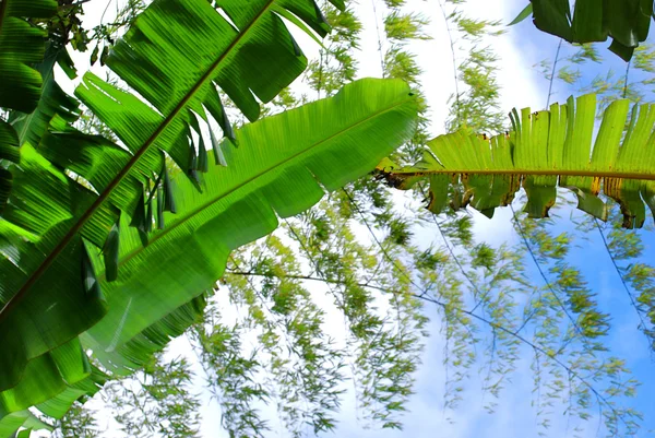 Bamboo y banana — Stock Photo, Image