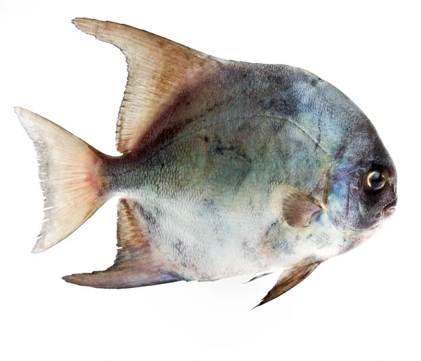 Τροπικά ψάρια Εικόνα Αρχείου