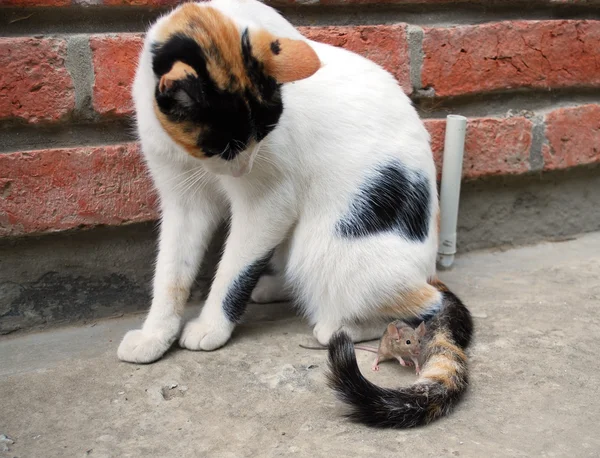 쥐와 고양이 로열티 프리 스톡 이미지