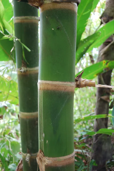 Germoglio giovane di un bambù — Foto Stock