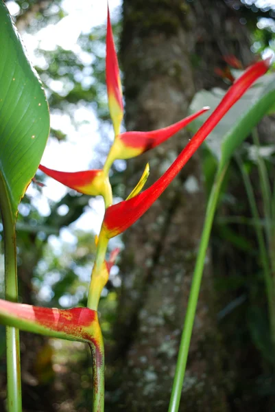 Flores tropicales rojas — Foto de Stock