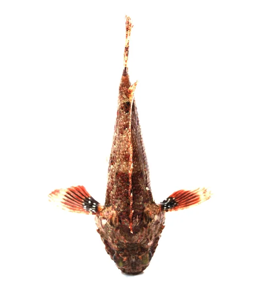 Свіжа риба кам'яний окунь — стокове фото