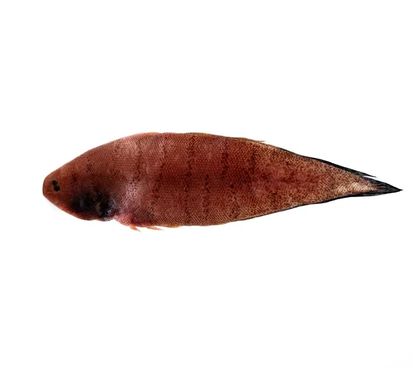 Flounder fish — Stock Photo, Image
