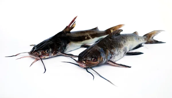 Catfishes — Stok fotoğraf
