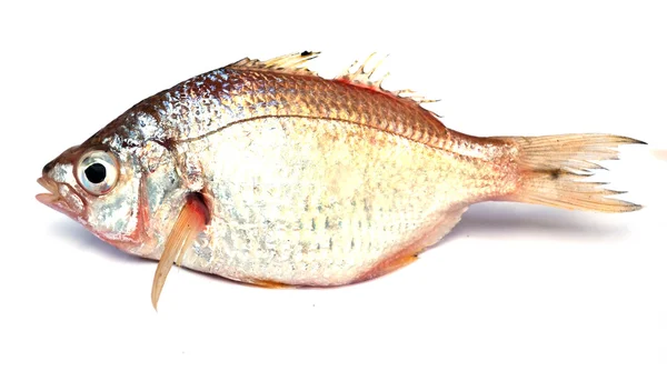 열 대 물고기 — 스톡 사진