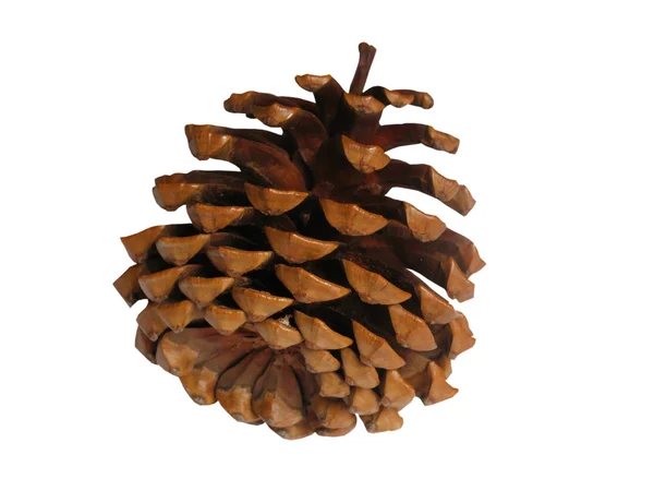 stock image Pine cone