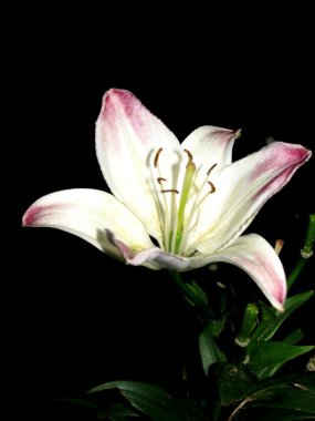 Lily