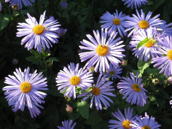 stock image Camomile