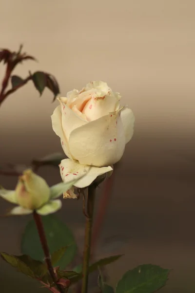 Bílá růže Royalty Free Stock Obrázky