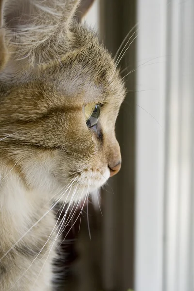 Кот у окна Стоковое Изображение