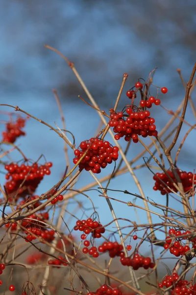 Guelder-rose Red — Stock Photo, Image
