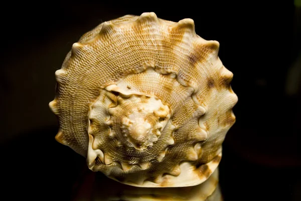 Sea bowl — Stock Photo, Image