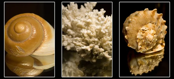 Foto di ciotole di mare e corallo Foto Stock