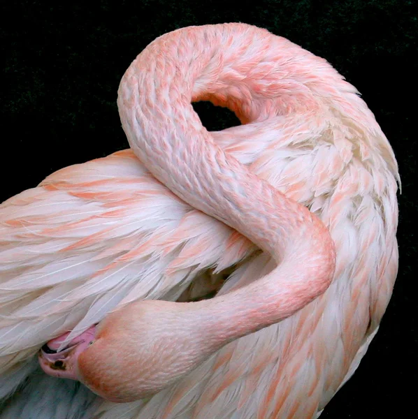 Flamant rose — Photo