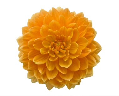 Beautiful orange flower clipart