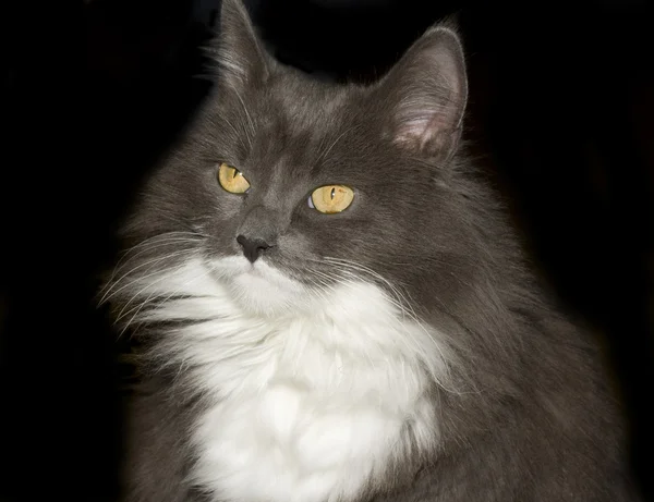 Siyah arka planda gri kedi — Stok fotoğraf