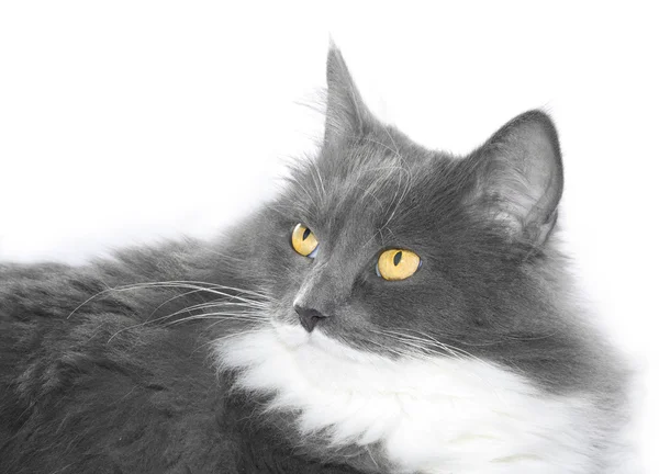 Gato gris con ojos anaranjados sobre bac blanco — Foto de Stock