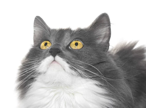 Chat gris aux yeux orange sur bac blanc — Photo