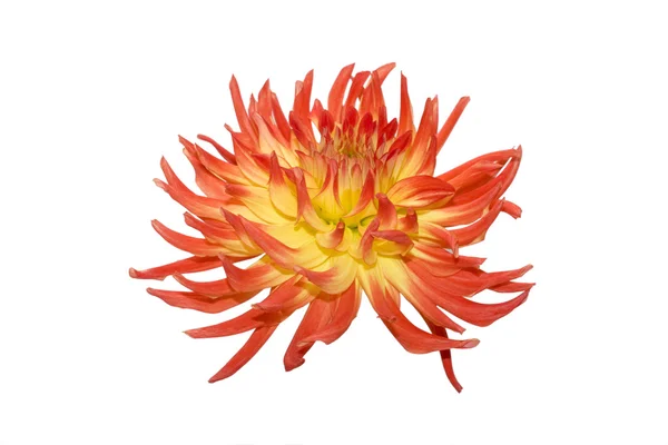 Beautiful red flower on white background — Stock Photo, Image