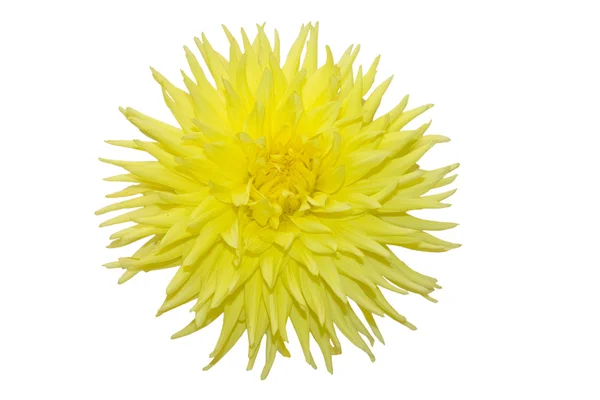 Beautiful yellow flower on white backgro — Stock Photo, Image