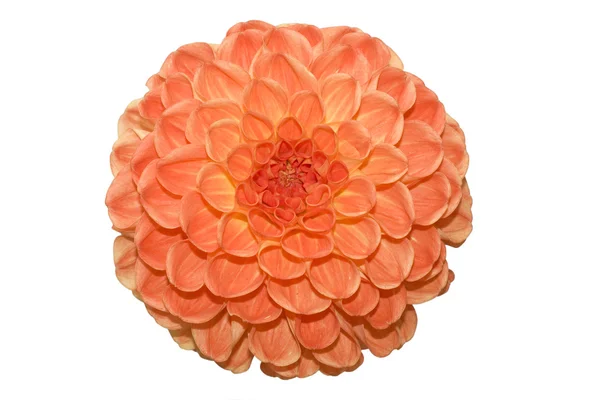 Hermosa flor naranja sobre fondo blanco — Foto de Stock