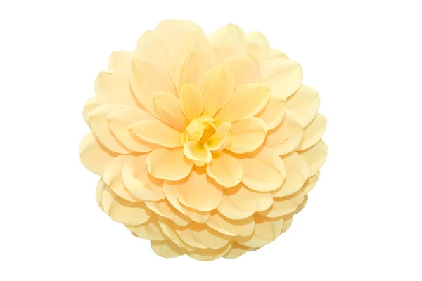 Piękny żółty kwiat na biały backgro — Zdjęcie stockowe
