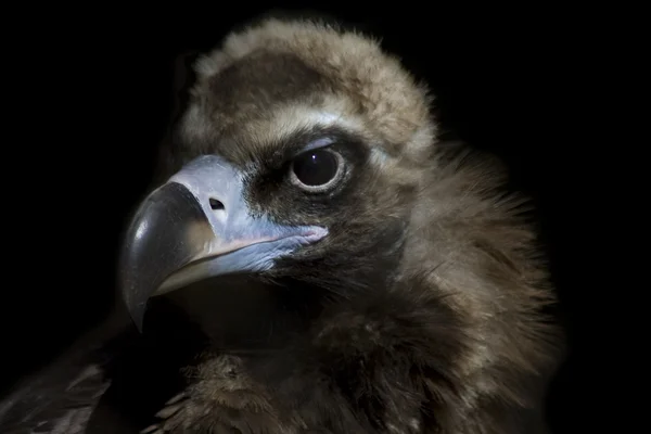 Griffon vulture in zoo hunting — стокове фото