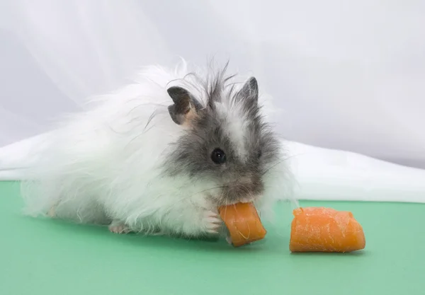 Hamster with carrot — Stock Photo, Image