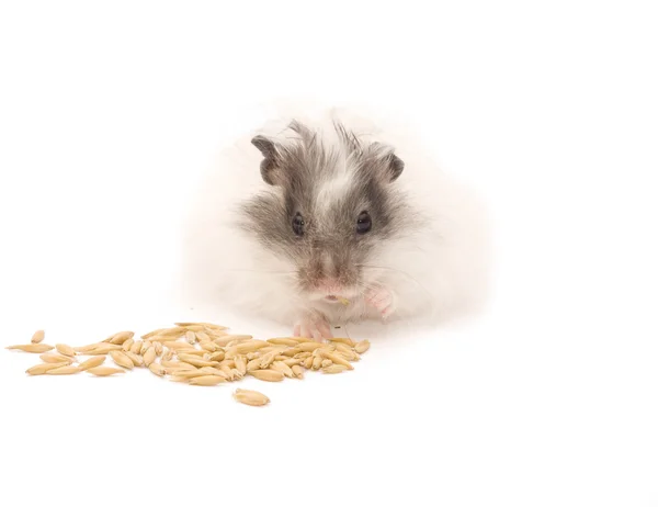 Hamster eating Oats grains — Stock Photo, Image