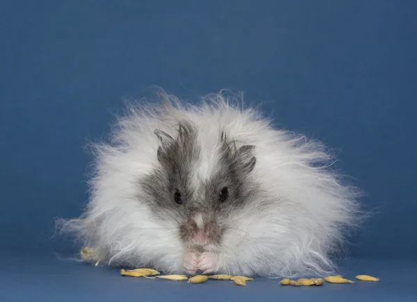 Hamster eats Oats grains — Stock Photo, Image