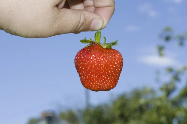 Red freshness strawberry — Stock Photo, Image