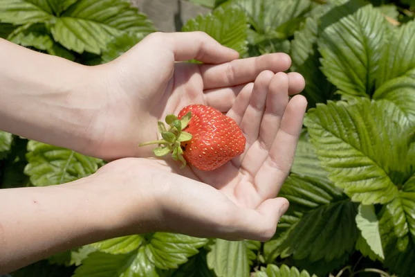 Red freshness strawberry in hands — Stock Photo, Image