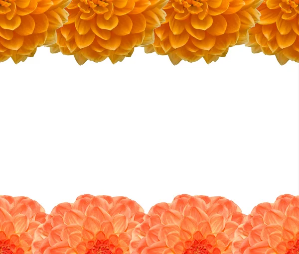 Frame from Beautiful orange flower on wh — Stock Photo, Image