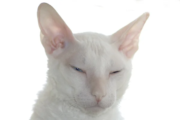 सफेद बिल्ली — स्टॉक फ़ोटो, इमेज