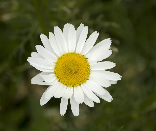 Белый цветок на зеленом фоне — стоковое фото
