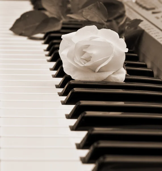 Красива біла троянда на клавіатурі піаніно — стокове фото