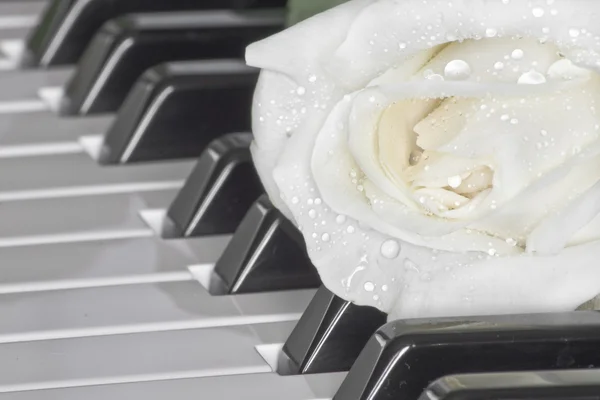 Όμορφο λευκό τριαντάφυλλο στο πιάνο πληκτρολόγιο — Φωτογραφία Αρχείου