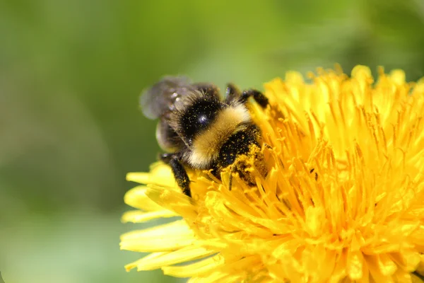 The bumblebee — Stock Photo, Image