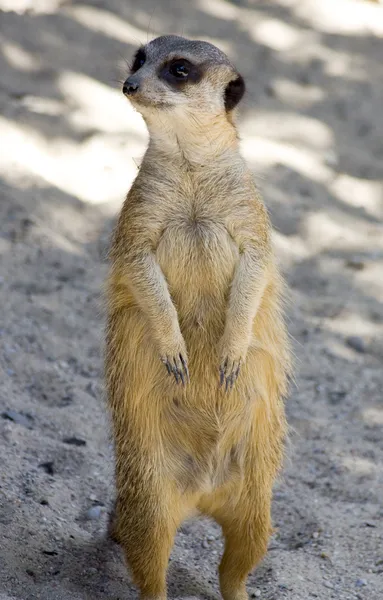 Meerkat standing on a bright sunny day — Stock Photo, Image